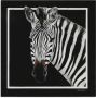 Dolce & Gabbana Twill sjaal met zebraprint Zwart - Thumbnail 1