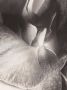 Alexander McQueen Sjaal met bloemenprint Beige - Thumbnail 2