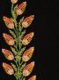 ETRO Gilet met geborduurde bloemen Zwart - Thumbnail 5