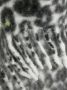 Faliero Sarti Sjaal met luipaardprint Wit - Thumbnail 2