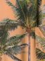 Natasha Zinko Maxi-jurk met palmboom print Beige - Thumbnail 5