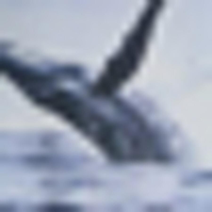 Boss Orange T-shirt Te Dunetrace met grote fotoprint