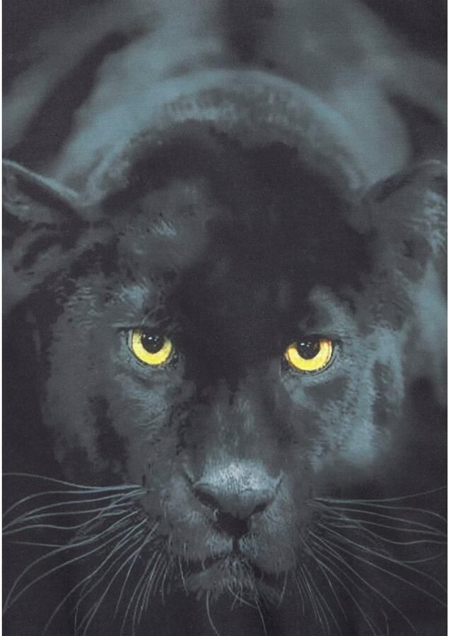 KIDSWORLD T-shirt Capuchon T-shirt met fotoprint: PANTHER Korte mouwen modieuze pasvorm met stijlvolle print - Foto 5